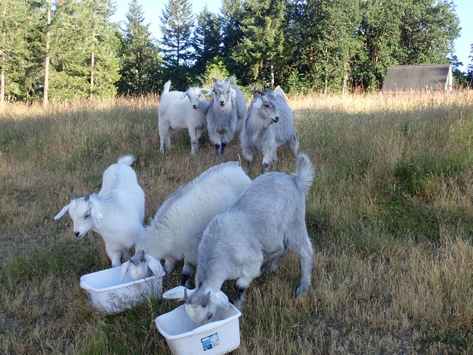 weaned cashmere kids