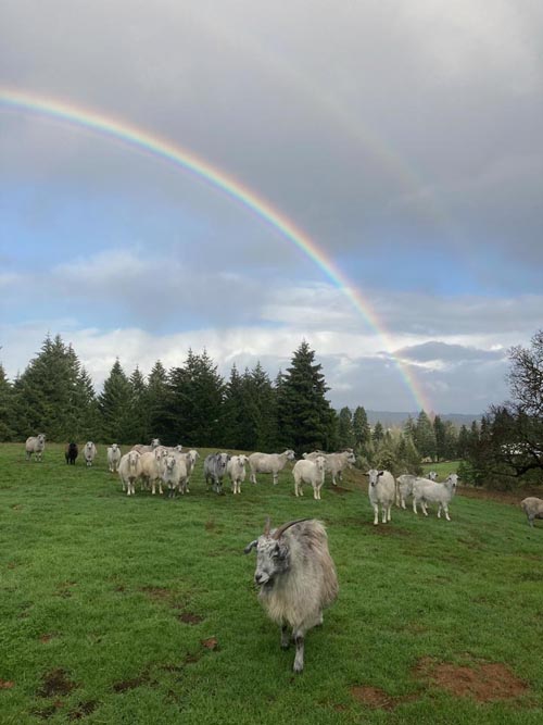 Cashmere goats and double rainbow