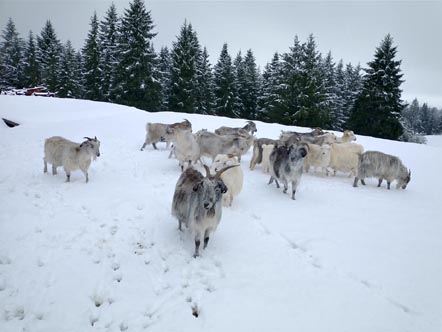 cashmere doe herd in snow Feb 2023