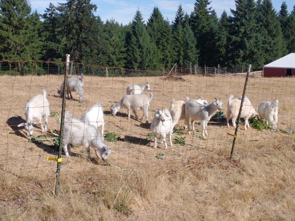 Group of young goat kids