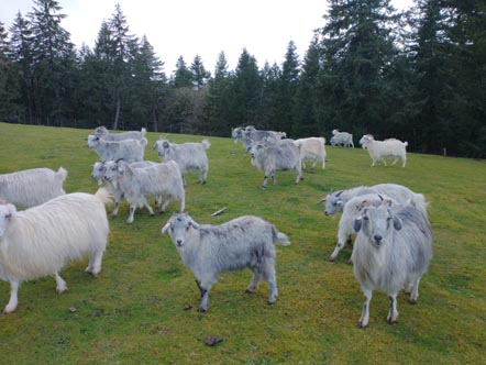 cashmere doe herd