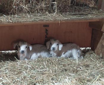 2 cashmere kids under a feeder