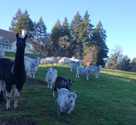 llama and wether herd